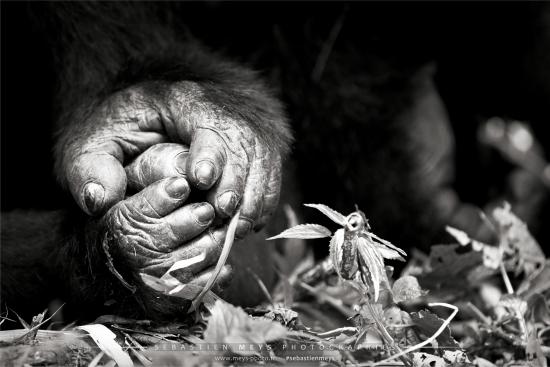 BERINGEI, les gorilles du Rift