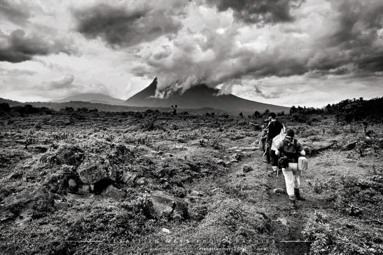 BERINGEI, les gorilles du Rift, volcan Bisoké