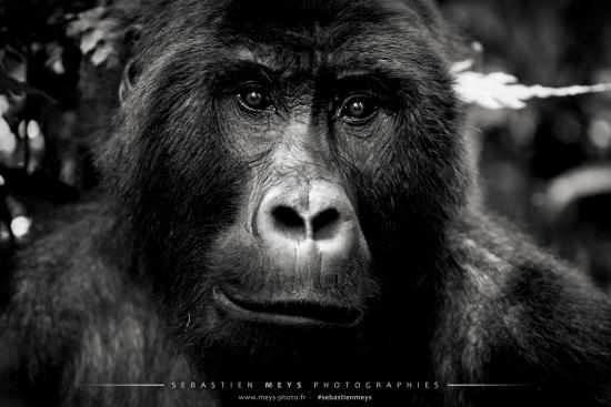 BERINGEI, les gorilles du Rift