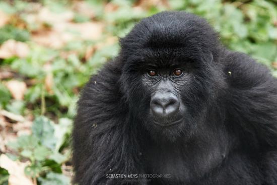 Gorille de montagne de Senkwekwe