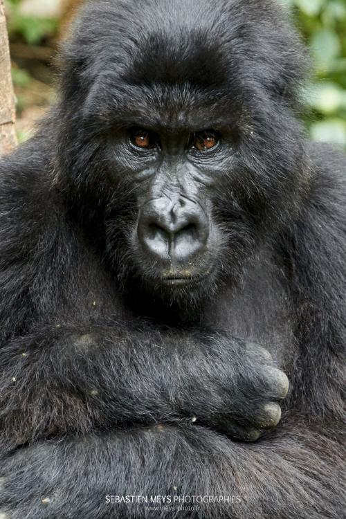 Gorille de montagne de Senkwekwe