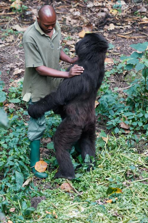 Gorille de montagne de Senkwekwe avec patrick sadiki