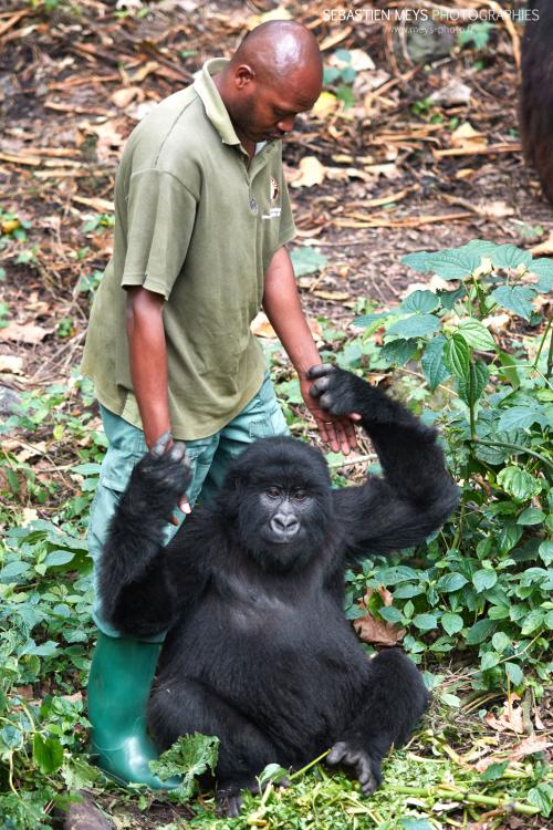 Gorille de montagne de Senkwekwe avec patrick sadiki