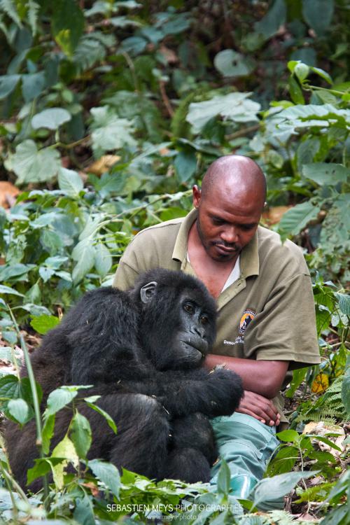 Gorille de montagne de Senkwekwe avec patrick sadiki