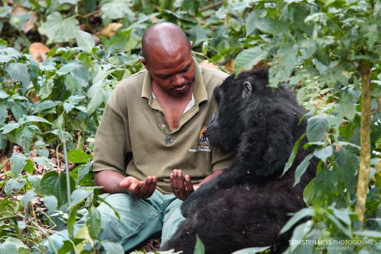 Gorille de montagne de Senkwekwe avec patrick sadiki