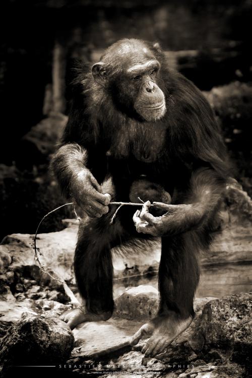 Collection sépia - chimpanze