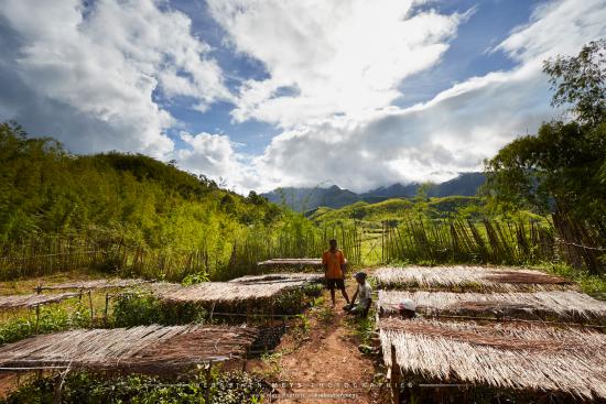 Reforestation pépinnière helpsimus