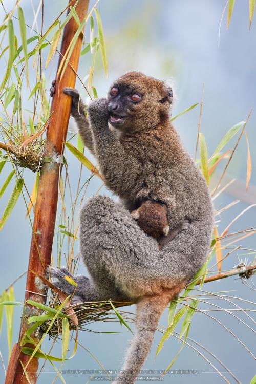 Lémurien grand hapalémur avec bébé