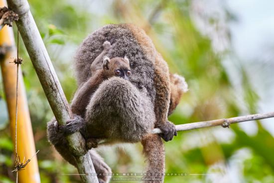 Bébé Lémurien grand hapalémur