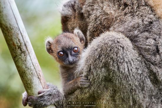 Bébé Lémurien grand hapalémur