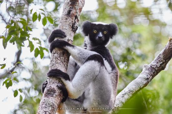 Lémurien indri