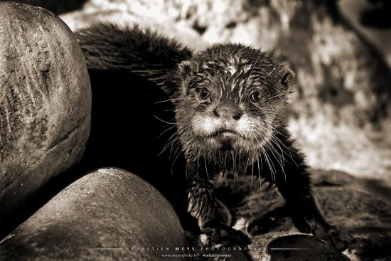 Collection sépia - loutre