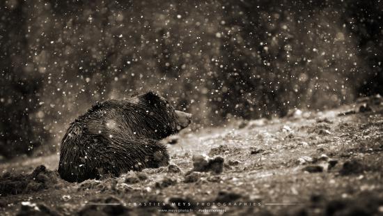 Collection sépia - ours neige
