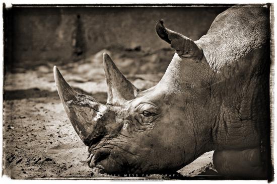 Collection sépia - rhinoceros
