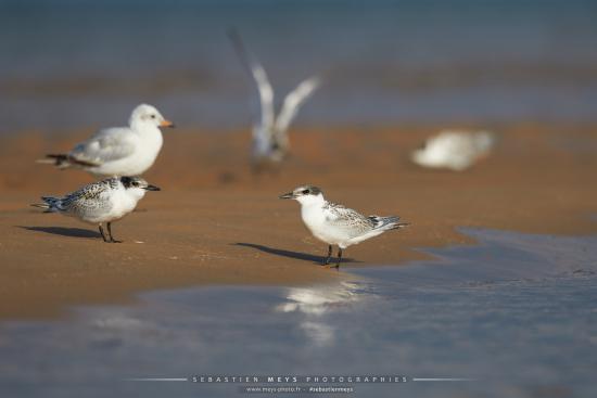 Sterne Caugek du banc d'Arguin en gironde