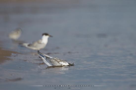 Sterne Caugek du banc d'Arguin en gironde