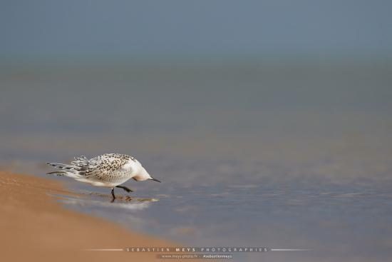 Sterne Caugek du banc d'Arguin en gironde