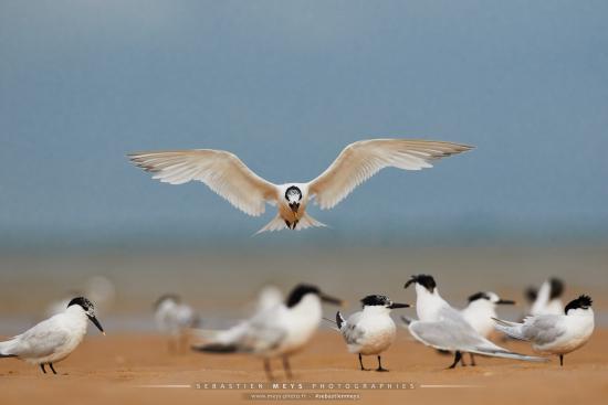 Sterne Caugek du banc d'Arguin en gironde