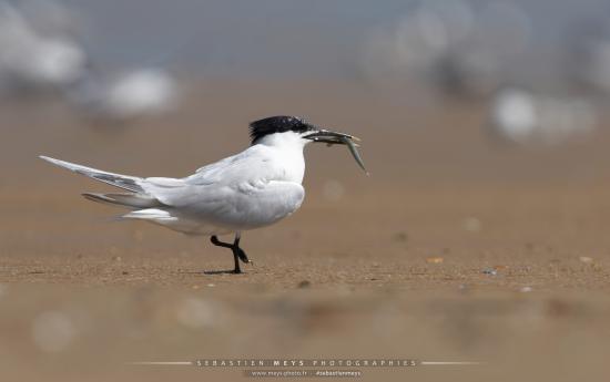 Sterne Caugek du banc d'Arguin en gironde