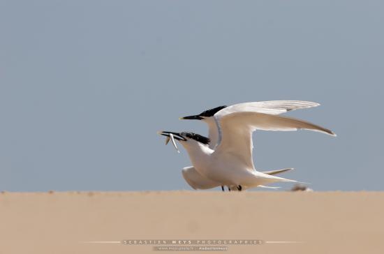 Sterne Caugek du banc d'Arguin en gironde