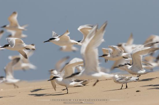 Sterne Caugek du banc d'Arguin en gironde