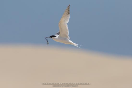 Sterne Caugek du banc d'Arguin en gironde