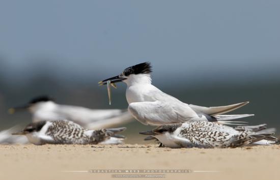 Sterne Caugek du banc d'Arguin en gironde