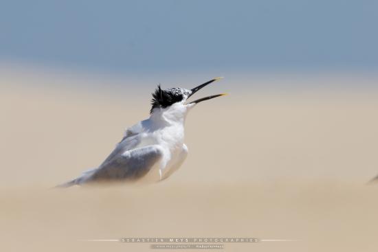 Sterne Caugek du banc d'Arguin en gironde