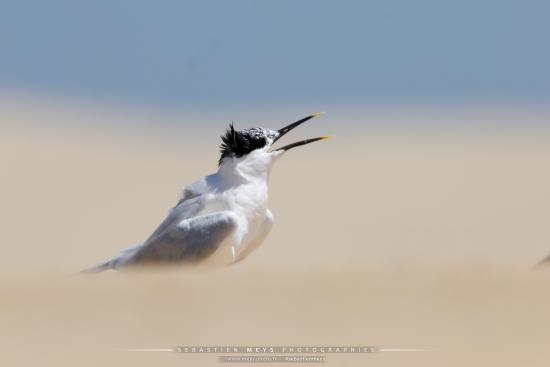 Sterne Caugek du banc d'Arguin en gironde