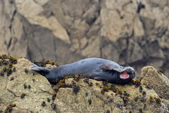 Phoque gris au repos en Bretagne