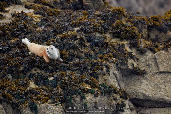 Jeune phoqsue gris en Bretagne aux 7 îles