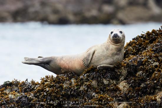 Phoque gris curieux sur l'île Rouzic