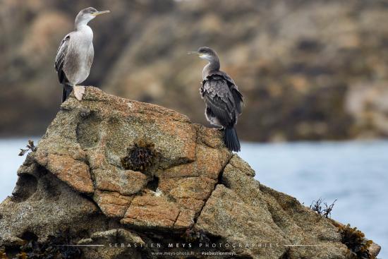 Cormorans au repos