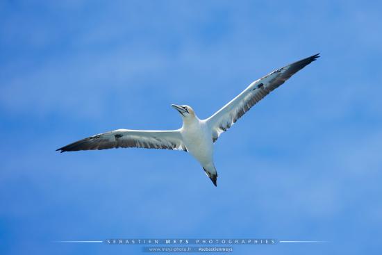 Fou de bassan en vol dans les 7 îles