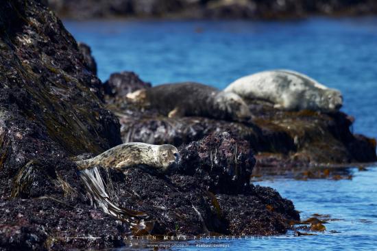 Phoque gris au soleil aux 7 îles